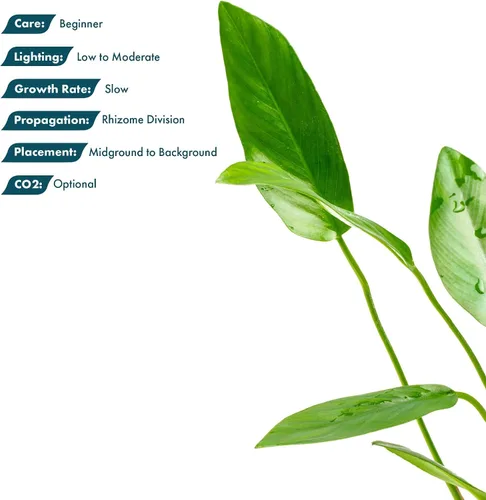 Miniatura 3 de SubstrateSource Plantas vivas – Anubias Hastifolia (Anubias hastifolia) – Luz baja a moderada, hojas en forma de flecha de color verde medio a