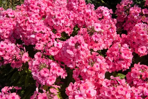 Miniatura 7 de 10 Tall Garden Phlox Paniculata Mixed Colors 'New Hybrids Mix' Flower Seeds