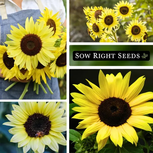 Miniatura 4 de Sow Right Seeds - Semillas de girasol Lemon Queen para plantar - Paquete de reliquia sin OMG con instrucciones para cultivar - Floraciones