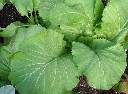 Miniatura 2 de TomorrowSeeds - Semillas verdes mostaza de hoja ancha de Florida - Más de 600 unidades - para plantar 2025 sin OMG Heirloom Garden Greens Collards