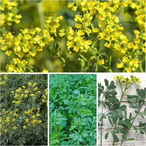 Miniatura 2 de Seed Needs Semillas de Rúe para Plantar Hierbas Medicinales - Semillas Perennes Autóctonas No Transgénicas y Sin Tratar para Cultivar un Jardín