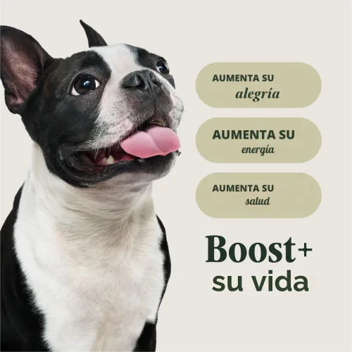 Miniatura 4 de Instinct Raw Boost Raza Pequeña, Alimento Seco Natural para Perros con Trozos Liofilizados, Alta Proteína, Receta Sin Granos - Carne de Res Real