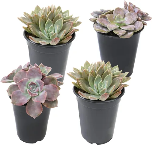 Miniatura 17 de Suculentas Echeveria de 1 cuarto de galón, 4 unidades, suculentas vivas recuerdos de fiesta en macetas suculentas, plantas suculentas vivas plantas