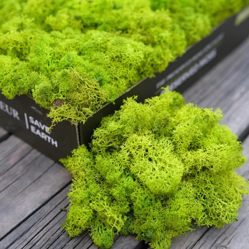 Miniatura 10 de Musgo de Reno Preservado Verde Natural Kit de Bricolaje Arte de Jardinería Decoración de Pared Decoración de Floristería Decoración de Mesa