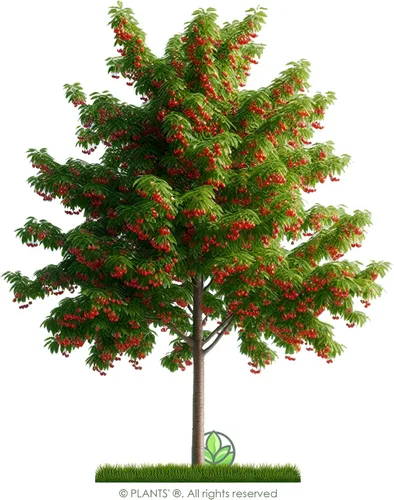 Miniatura 4 de Fire Cherry Tree Semillas Premium Prunus pensylvanica 'Fruit' Plants' (Premium Seeds, 5)