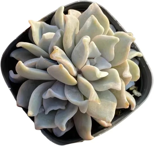 Miniatura 3 de Echeveria Agavoides Ebony - Suculenta viva - 2.5 pulgadas - Tolerante a la sequía, bajo mantenimiento, ideal para interiores y exteriores, Echeveria
