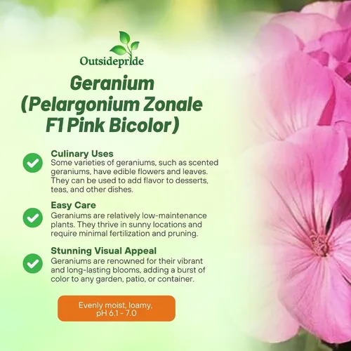 Miniatura 4 de Outsidepride Semillas de geranio bicolor rosa para plantar, 25 piezas anuales, tolerantes al calor y la sequía semillas de flores con follaje verde