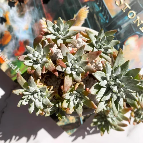 Miniatura 8 de Dudleya Gnoma S.W.McCabe Plantas suculentas raras vivas, 5-7 cabezas de 3.5" Raíz desnuda sin maceta y tierra, decoración para jardín