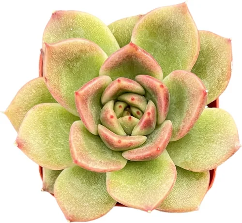 Miniatura 10 de Sprout N Green Echeveria 'Baekya', planta suculenta viva de 'White Night' totalmente enraizada en maceta de 2 pulgadas, decoración de boda