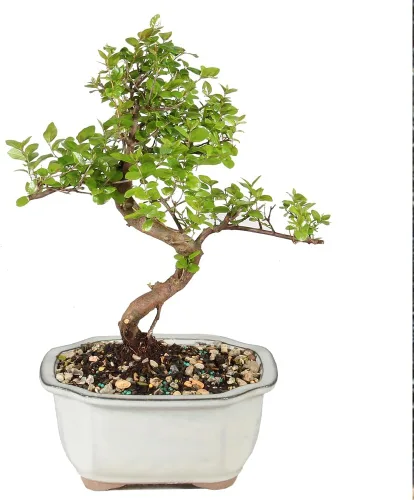 Brussel's Bonsai Árbol bonsái de ciruela dulce china viva, 5 años, 6 a 10 pulgadas, bonsái de interior en maceta de bonsái de cerámica