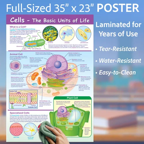 Miniatura 3 de NewPath Learning-34-6101 Póster de Células - Laminado, A Todo Color, 23" x 35