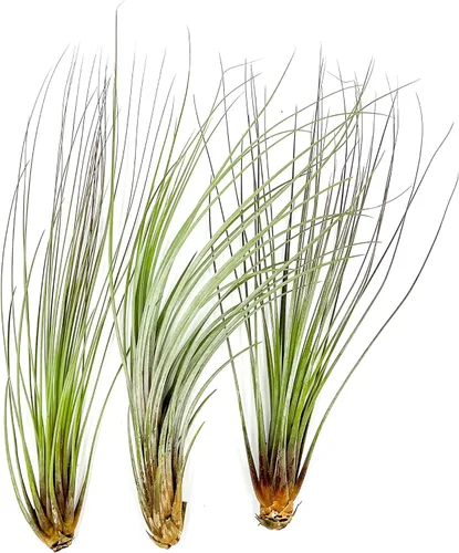 Miniatura 18 de ragnaroc Planta de Aire Viva – Tillandsia Capiput, Jumbo 6-9” - 2 unidades - Llegada Viva Garantizada - Plantas de Casa para Decoración del Hogar