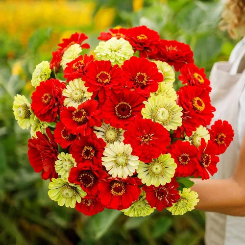 Miniatura 39 de Eden Brothers - Semillas de zinnia, cactus con flores, sin OMG, plantar en primavera, paquete, flores de bajo mantenimiento, zonas 3, 4, 5, 6, 7, 8
