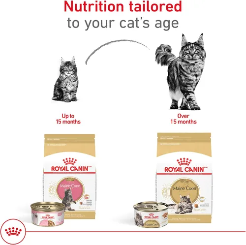 Miniatura 5 de Royal Canin Feline Breed Nutrition Maine Coon Alimento seco para gatos adultos, bolsa de 6 libras