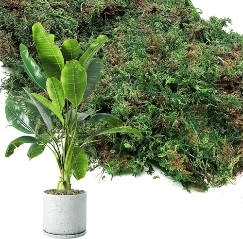Paquete jumbo de musgo verde natural de 35 onzas para plantas de interior, musgo real de bosque seco a granel para manualidades, jardines de hadas