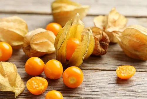 Miniatura 8 de Más de 200 Semillas Fresa Cereza Molida - Physalis - Naranja Vegetal