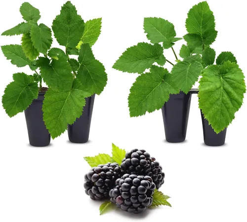 Miniatura 6 de BlackBerry Plants Freedom-Ark (4 unidades) Plantas vivas en venta Plantas fáciles de cultivar Planta frutal comestible para una vida sostenible