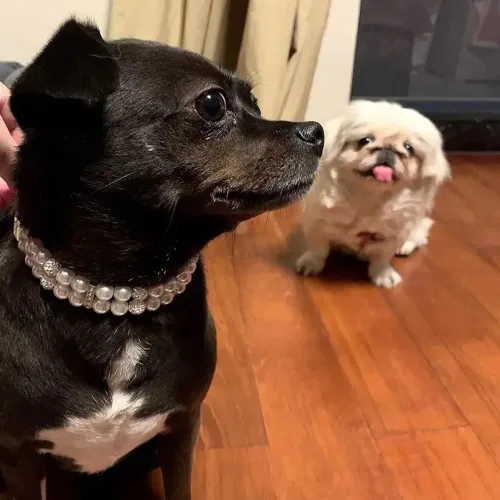 Miniatura 3 de Collares de perlas para perros pequeños, collar de gato con diamantes de imitación, bonitos collares de cristal para cachorros, hembras pequeñas