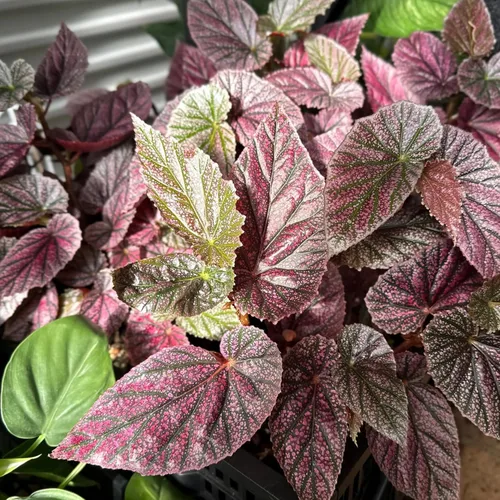 Combo de 3 plantas de ala de ángel de begonia a lunares, planta viva de begonia maculata, plantas vivas de begonias al aire libre, 4 a 8 pulgadas de