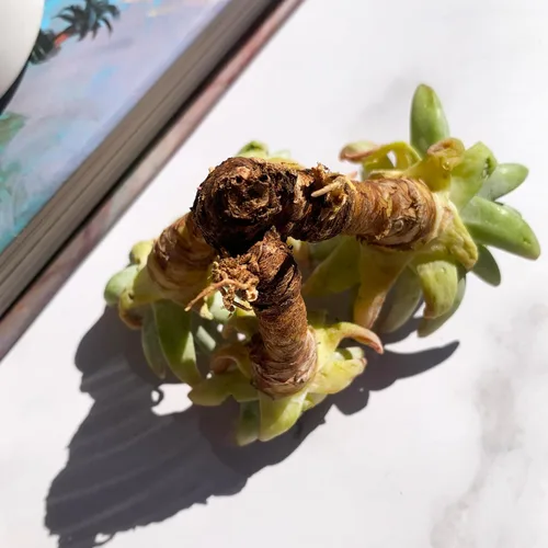 Miniatura 5 de Dudleya Gnoma S.W.McCabe Plantas suculentas raras vivas, 5-7 cabezas de 3.5" Raíz desnuda sin maceta y tierra, decoración para jardín