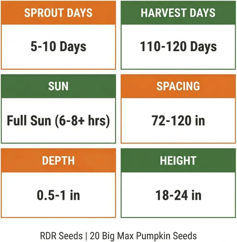 Miniatura 4 de 20 semillas de calabaza para plantar, Big Max, reliquia, sin OMG, cultivadas en EE. UU., Cultivadas en EE. UU., Cultivadas para calabazas grandes