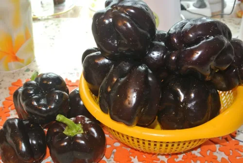 Miniatura 3 de Pimiento negro dulce - Vegetal tradicional - Sin OMG