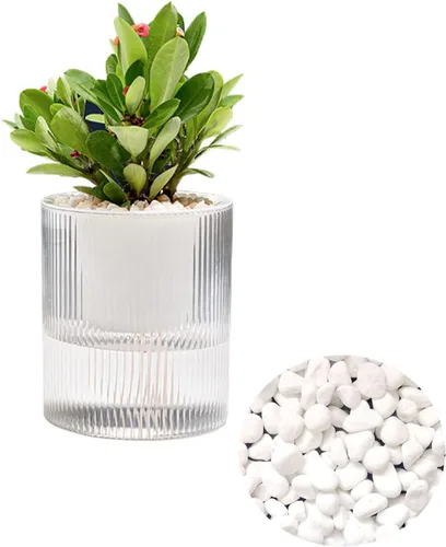 Miniatura 7 de Macetas de riego automático de 7 pulgadas, caja transparente de riego automático para plantas de interior, flores, exteriores, alféizar de ventana