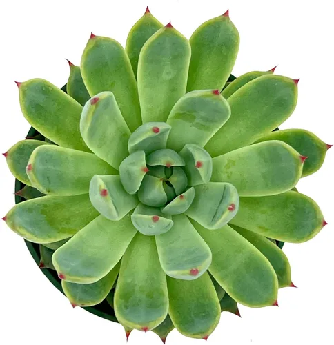 Miniatura 4 de ragnaroc Plantas suculentas vivas – Echeveria Parva, enraizadas en maceta de 4 pulgadas – 1 unidad – Llegada viva garantizada – Plantas