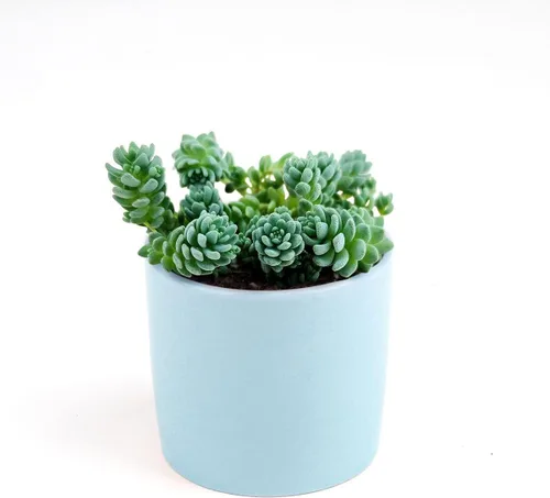 Miniatura 7 de Sedum Little Missy - Suculenta Sedum Major (maceta de plástico de 4 pulgadas) Mejor cubierta de suelo suculenta