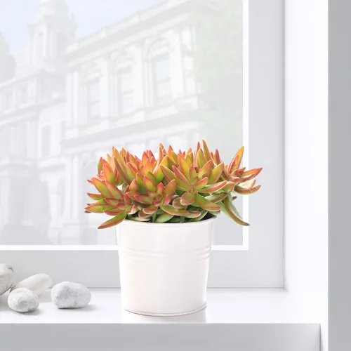 Miniatura 2 de Suculentas vivas Sedum Adolphi 'Firestorm' (10 cm), plantas suculentas totalmente enraizadas en macetas con tierra, planta de interior de fácil