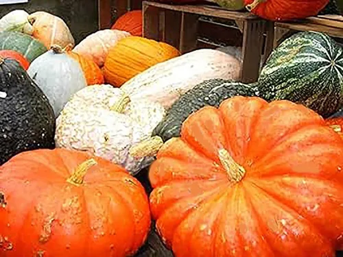 Miniatura 3 de Jarrahdale - Semillas grandes de calabaza azul, de 6 a 10 libras, una de las calabazas más interesantes y decorativas, así como deliciosas