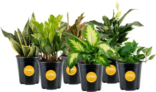 Miniatura 13 de Costa Farms Plantas vivas de interior (paquete de 2), seleccionadas a mano, fáciles de mantener, plantas de interior surtidas en macetas, mezcla
