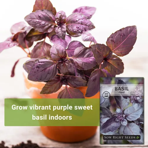 Miniatura 3 de Sow Right Seeds - Semillas de albahaca de ópalo para plantar - Paquete de reliquia sin OMG con instrucciones para plantar en interiores o exteriores