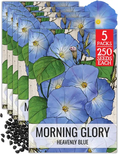 Miniatura 17 de Seed Needs Milky Way Morning Glory - Semillas para plantar enredaderas con flores, reliquia y escaladores polinizados abiertos para crear una cerca