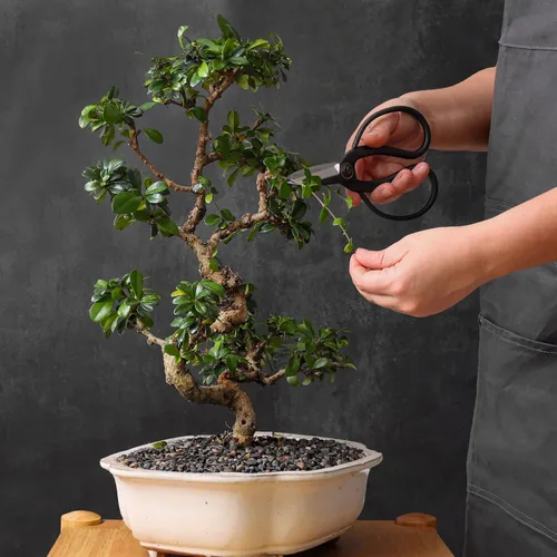 Miniatura 6 de Tijeras profesionales de mariposa bonsái - Herramientas de bonsái para podar y recortar plantas, tijeras afiladas, herramientas manuales