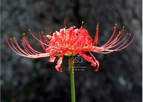Miniatura 4 de The Southern Bulb Company - Bombillas de lirio rojo de araña roja (Lycoris Radiata), perenne que florece en otoño, perfecto para climas del sur