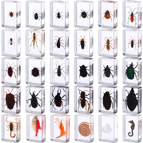 30 piezas de insectos en resina colección de insectos, pisapapeles, insectos reales en resina, varios especímenes de insectos preservados en