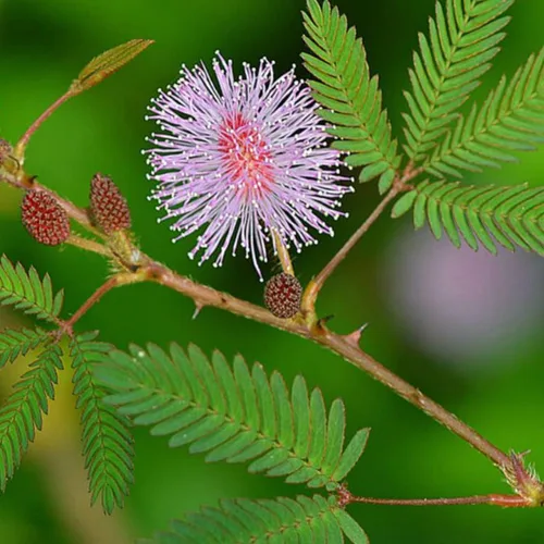 Miniatura 4 de DKM Thotta Sinungi Mimosa Pudica en polvo, 10.58 oz, 10.5822 onzas