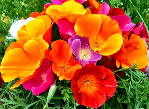 Miniatura 4 de 1000 Semillas Oriental Amapola Papaver Mezcla Flores Perennes Sin OGM