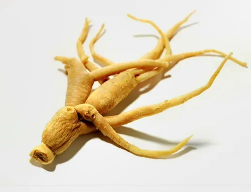 Miniatura 4 de 50 Semillas Ginseng Americano Semillas Preciosos Materiales Medicinales Ginseng Salvaje