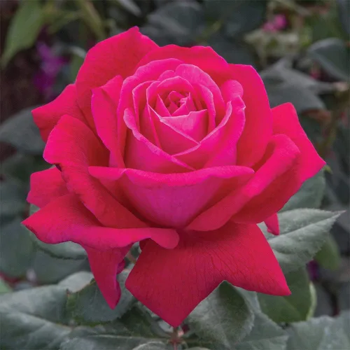 Miniatura 3 de Rosas Heirloom Grandiflora, planta de raíz propia viva para jardín al aire libre, Sweet Spirit™, excepcionalmente fragantes, zonas de rusticidad