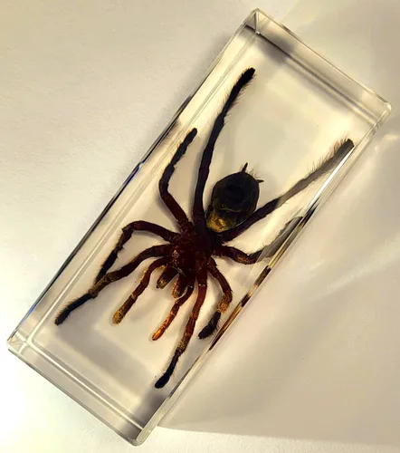 Miniatura 20 de 44mm de escorpión negro real en resina de lucite transparente cristalina, especímenes de artesanía, insectos de varios animales, colección