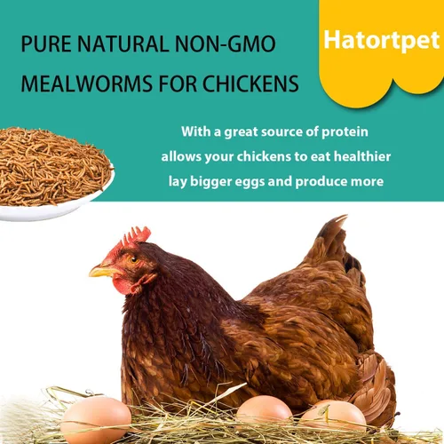 Miniatura 3 de Gusanos de harina secos de 5 libras de gusanos de harina naturales puros sin OMG para pollos con alto contenido de proteínas, gusanos de comida