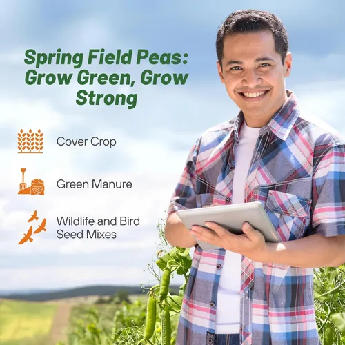 Miniatura 5 de Outsidepride Semillas de guisantes Dundale Spring Field – 5 libras. Semillas anuales, de leguminosas con alto contenido de proteínas y cultivos