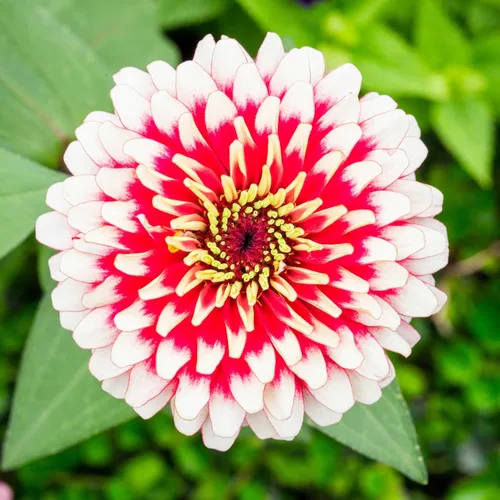 Miniatura 100 de Eden Brothers - Semillas de zinnia, cactus con flores, sin OMG, plantar en primavera, paquete, flores de bajo mantenimiento, zonas 3, 4, 5, 6, 7, 8