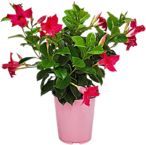 Miniatura 13 de Tropical Plants of Florida - Arbusto blanco de Dipladenia - Altura total de 14 pulgadas - Maceta de 6 pulgadas (1 galón) (solo planta)