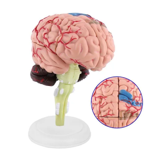 Miniatura 3 de Modelo de cerebro humano, modelo cerebral anatómico médico con arterias para ciencias Exhibición de estudio en el aula Modelo médico de enseñanza