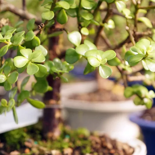 Miniatura 3 de Brussel's Bonsai Árbol bonsái de jade enano vivo, para interiores, pequeño, 3 años de edad, 5 a 8 pulgadas de alto, maceta decorativa de cerámica