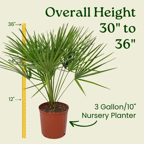 Miniatura 3 de European Fan Palm - Tropical Plants of Florida - Planta de palmera viva, altura total de 30 a 36 pulgadas (solo planta)