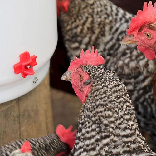 Miniatura 7 de Farm Innovators - Paquete de 2 bebederos térmicos para pollo, cubo para bebedero para aves de corral, 2 galones